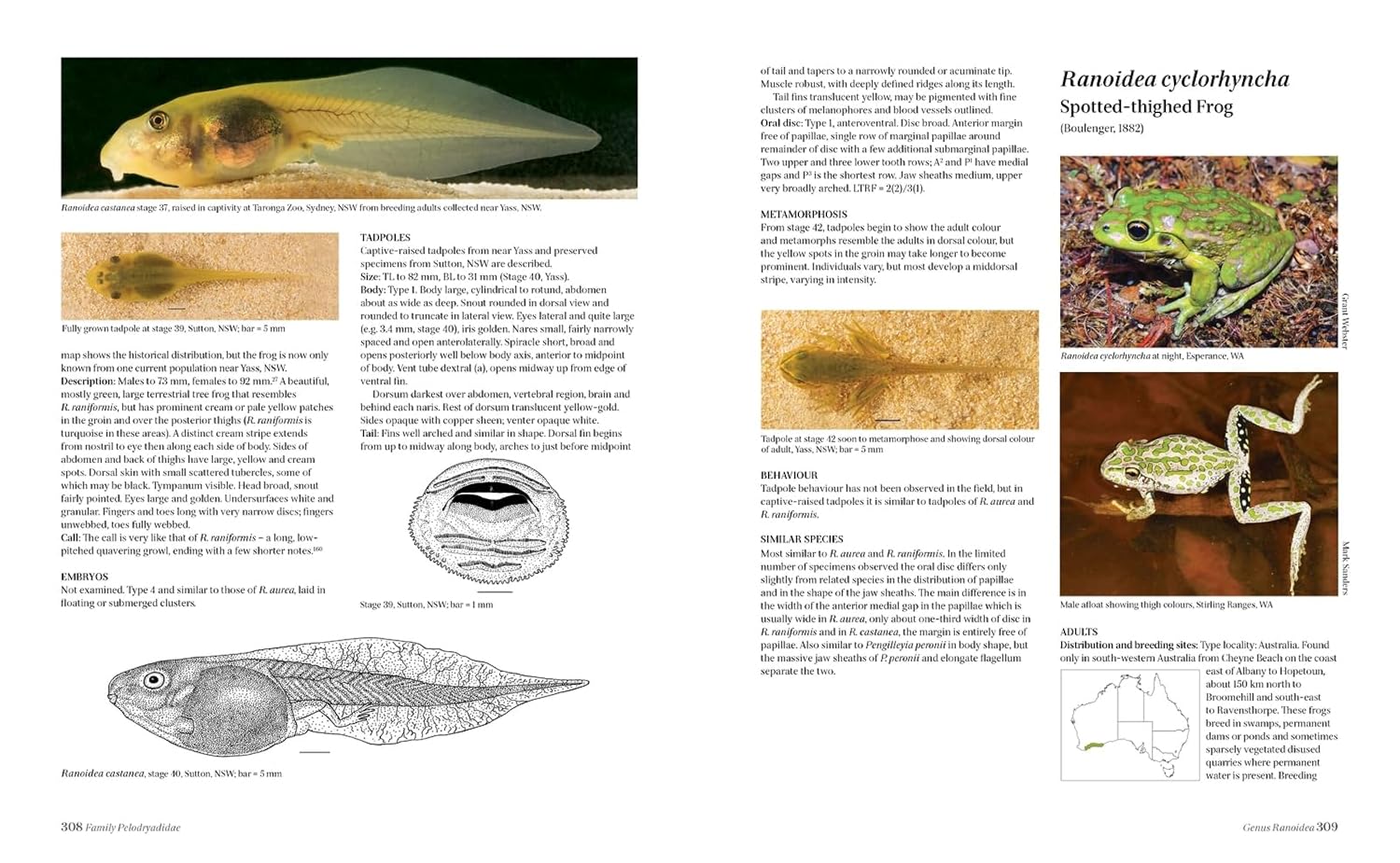 Tadpoles and Frogs of Australia