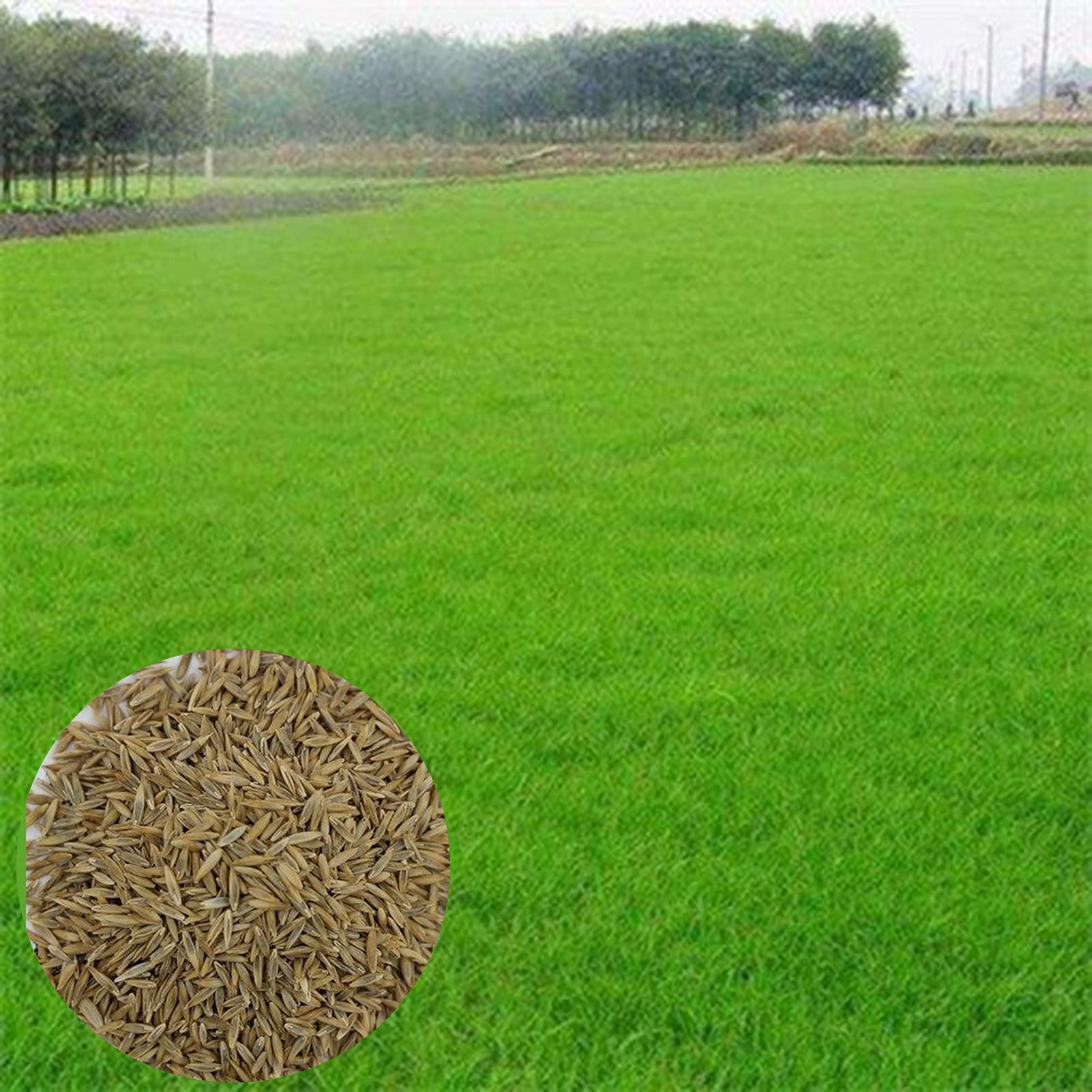 1 Bag Small Festuca Elata Keng Seeds, Prolific High Yield Seeds for Garden