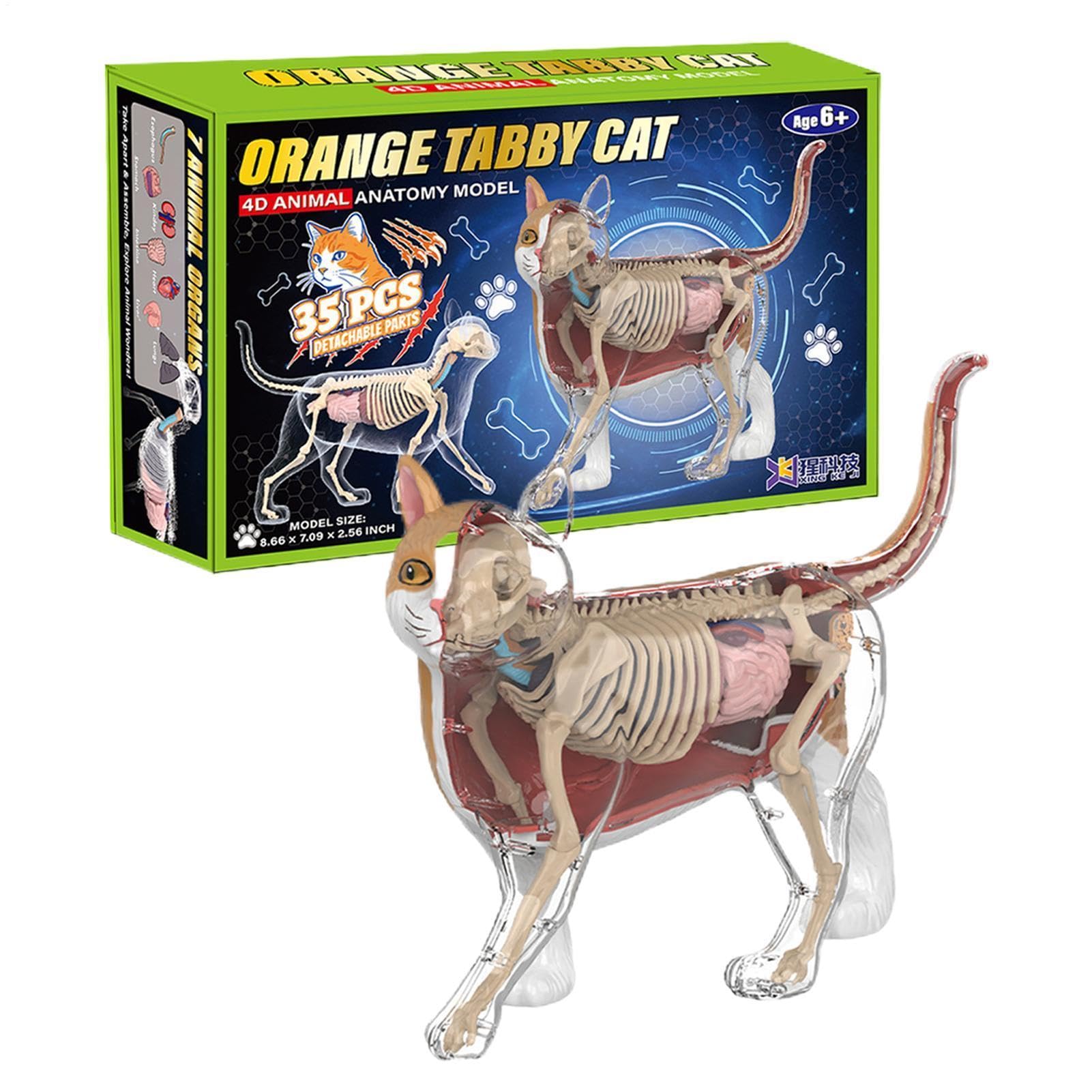4D Cat Anatomy Model - Veterinary Learning Tool with Detailed Feline Structure | Interactive Animal Anatomical Model for Kids Teens Adults | Rotatable Assembly with Raised Texture for Classroom School