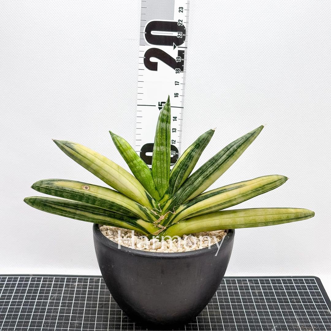 サンスベリア ボンセレンシス 極上斑入り サンセベリア sansevieria