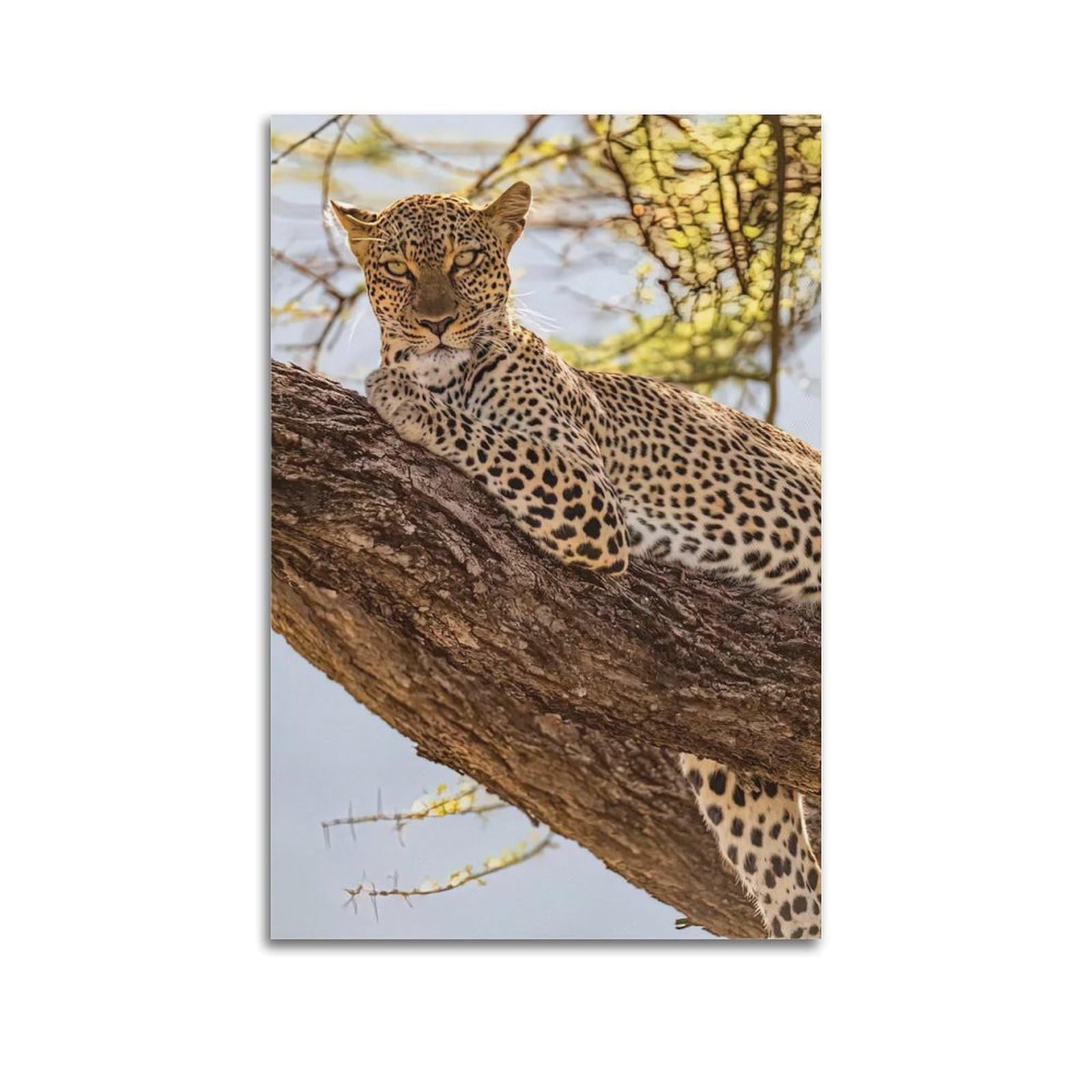 MJZLQN Animal Poster African Leopard in Tree Poster Decorative Painting Canvas Wall Posters And Art Picture Print Modern Family Bedroom Decor Posters 20x30inch(50x75cm)