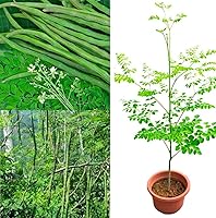 Vista 3 de 100 Semillas de Moringa Aproximadamente Semillas de Moringa para Plantar Comestibles, Excelente Germinación Grado Premium PKM1 Semillas
