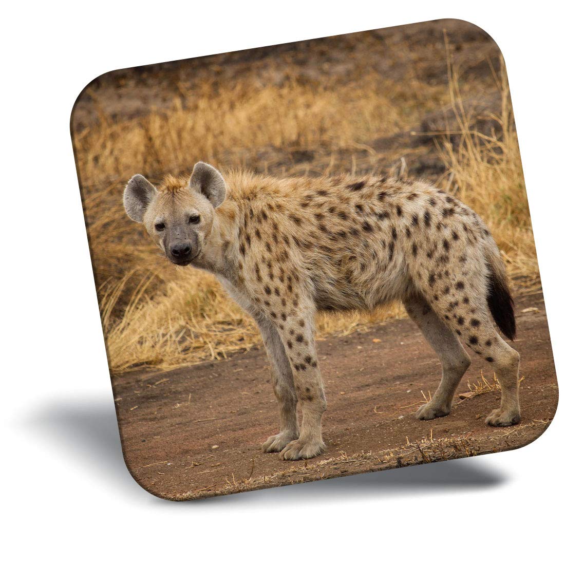 Destination Vinyl Ltd Fridge Magnet - Hyena Savannah Wild Animals 3375
