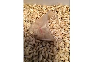 500 Premium-Quality Live Spikes Maggots for Ice Fishing, Live Bait, and Reptile Feeding