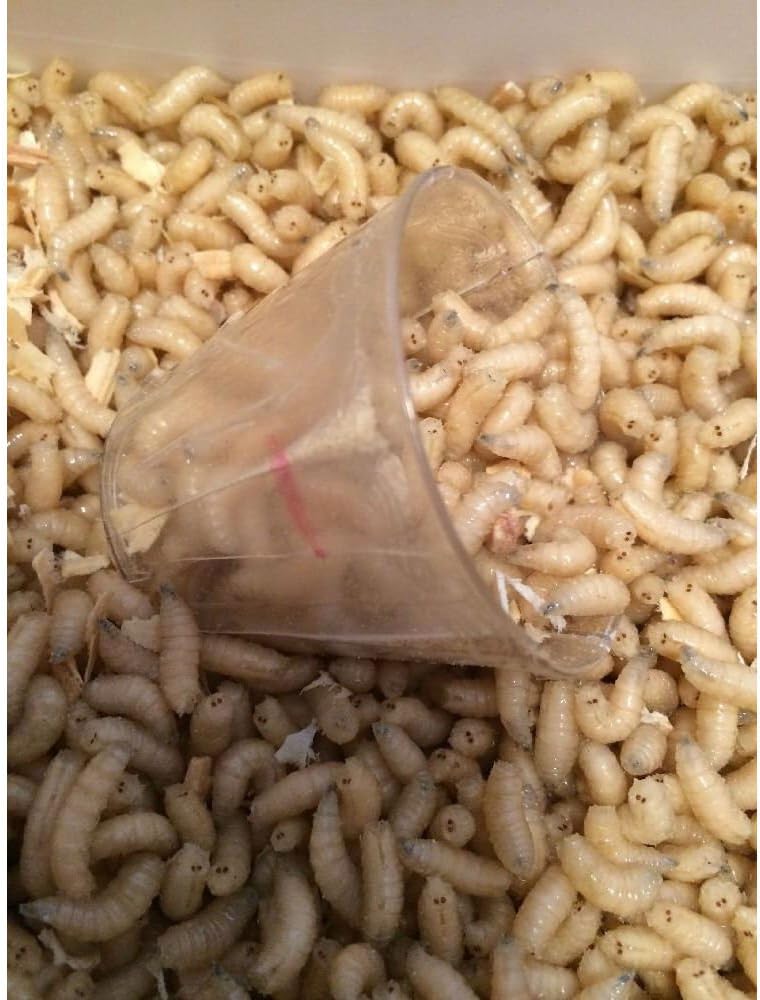 500 Count Blue Bottle Fly Maggots Spikes Live Bait Ice Fishing Grub Worms Reptile