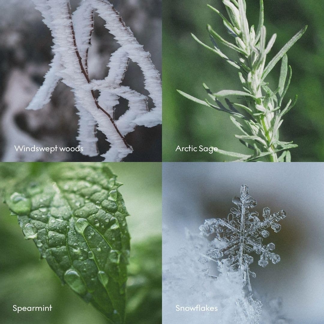 Skandinavisk ARKTIS Diffuseur de parfum avec 8 roseaux Notes de parfum : bois balayé par le vent et sauge arctique, menthe verte et flocons de neige. 93,6 g