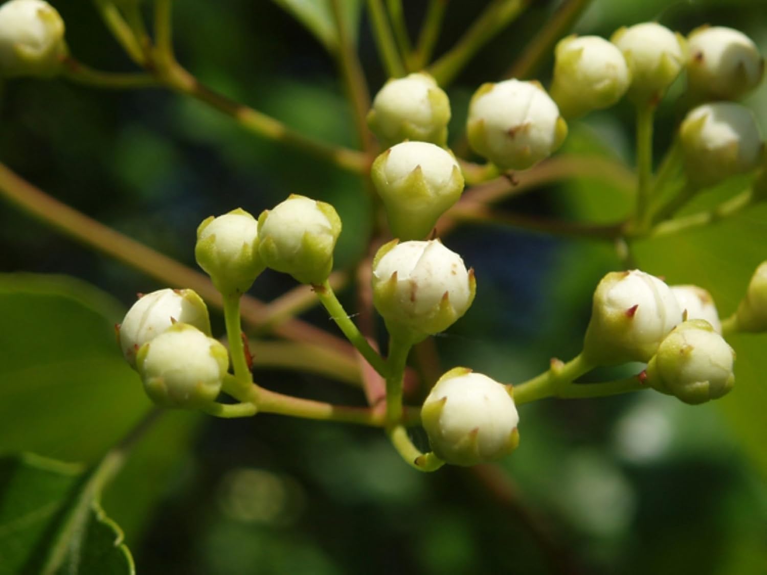 16-18 inches Washington Hawthorn 2 Year Old (Crataegus phaenopyrum) Plant, Well Rooted
