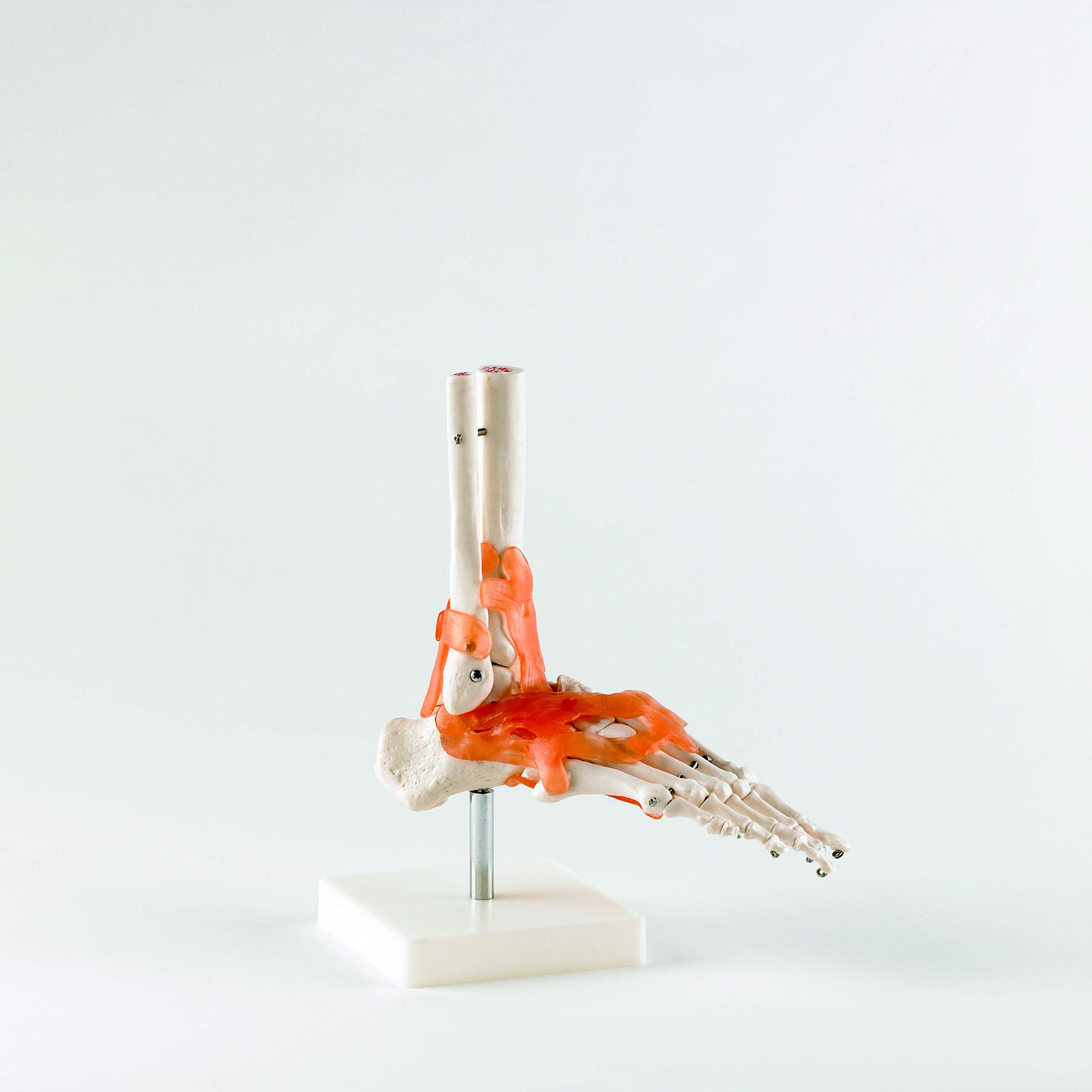 Patterson Medical Real Foot Joint with Ligaments