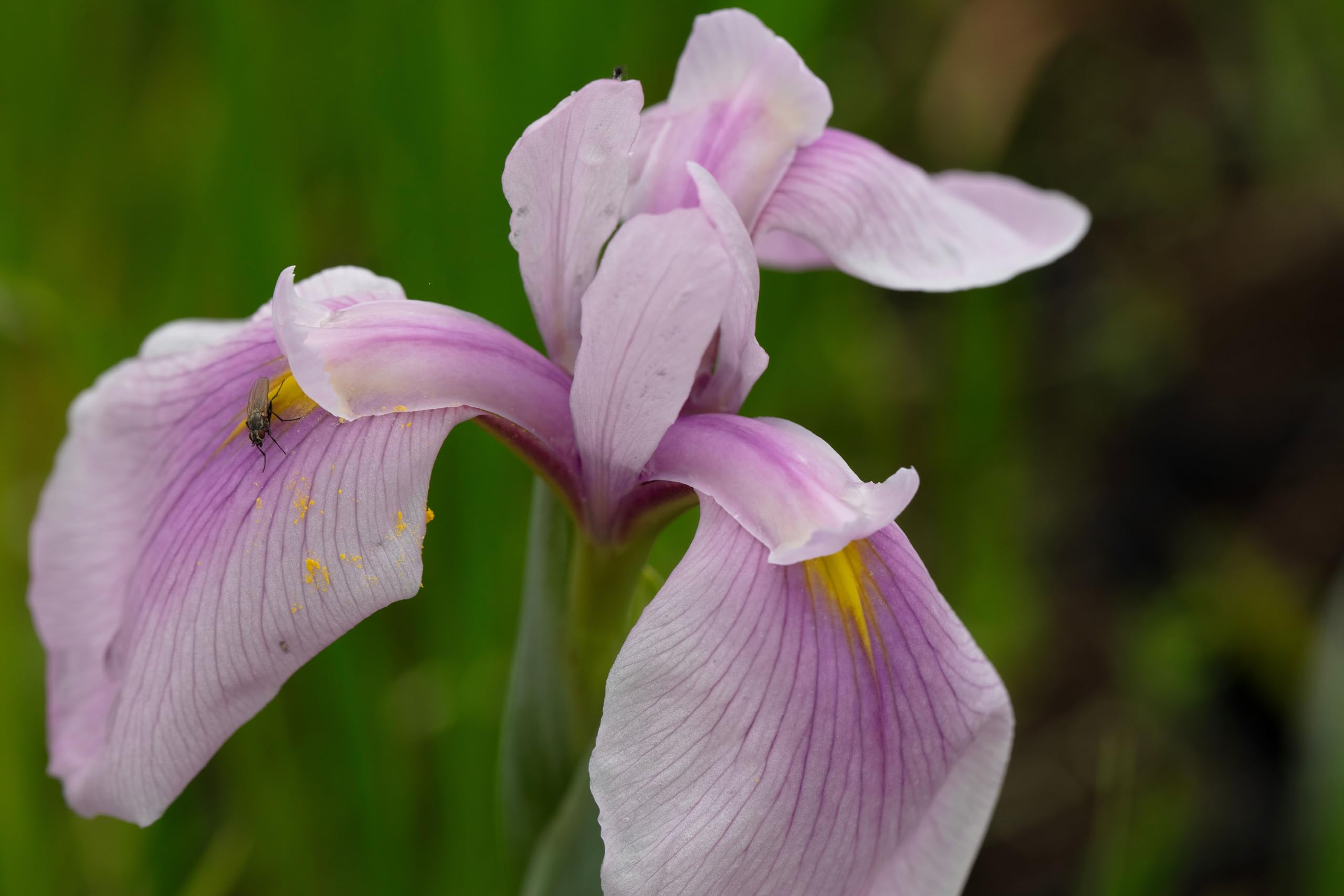 Lincolnshire Pond Plants Ltd - Iris laevigata 'Rose Queen' - Marginal Pond Plants - MPP049-1 / 3Ltr Potted