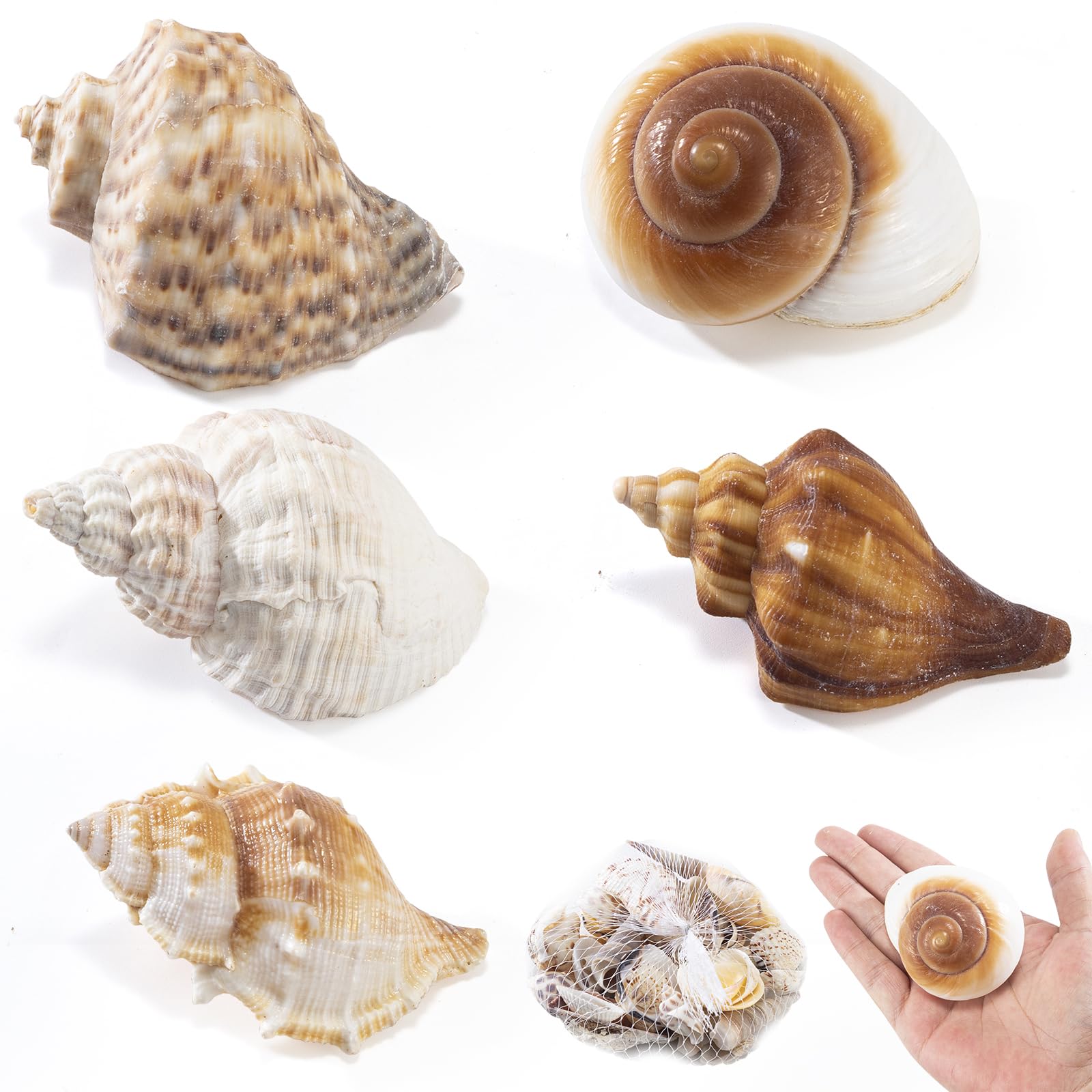 Amazon.co.jp: 大きなヤドカリの殻 5個| 天然海の巻き貝サイズ 2.5