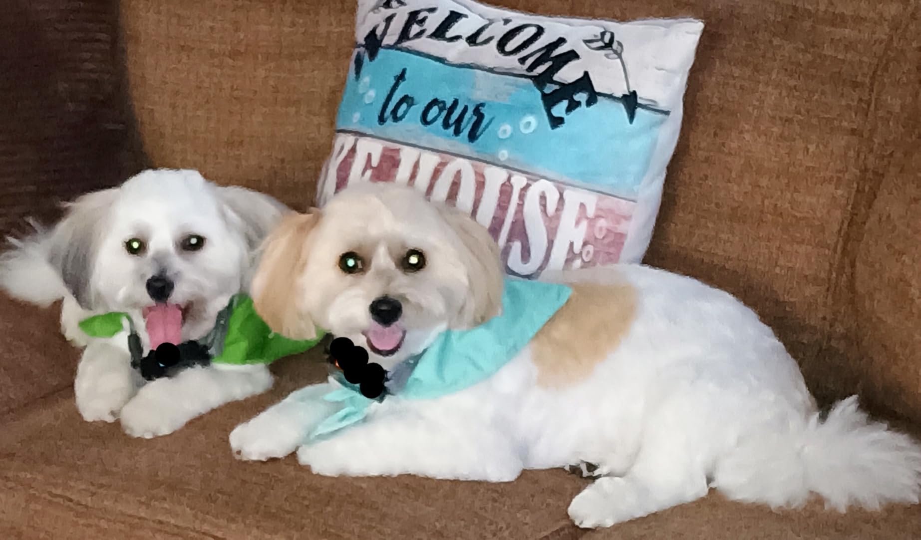 SODOG No Shock Vibrating Collar