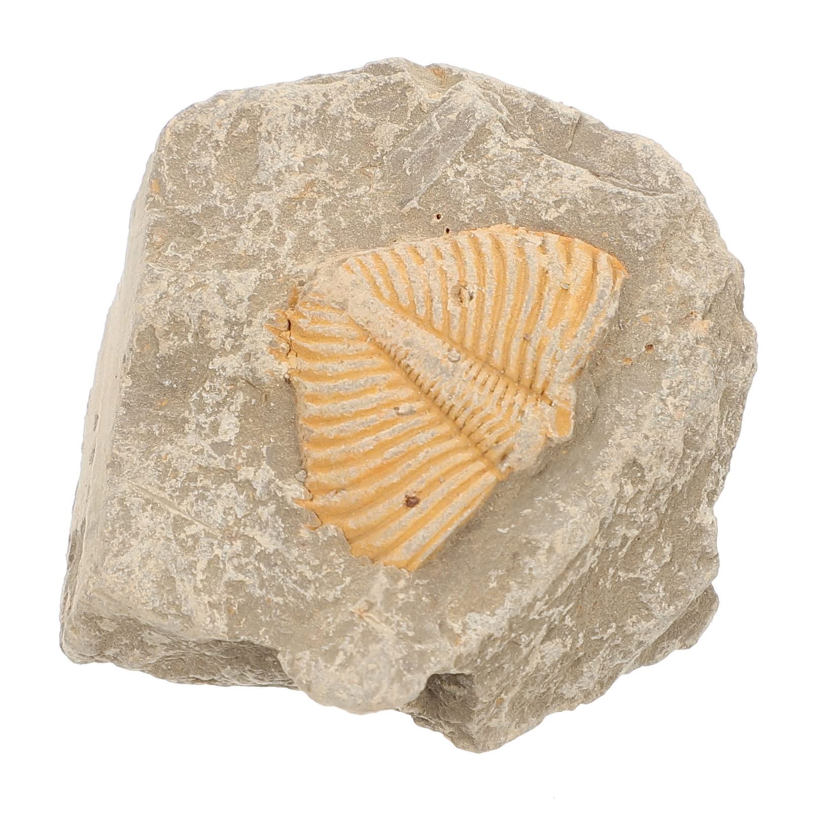 MAGICLULU Real Trilobite Specimen for Boys and Girls Decor Ancient Sea Creature Model Ornament