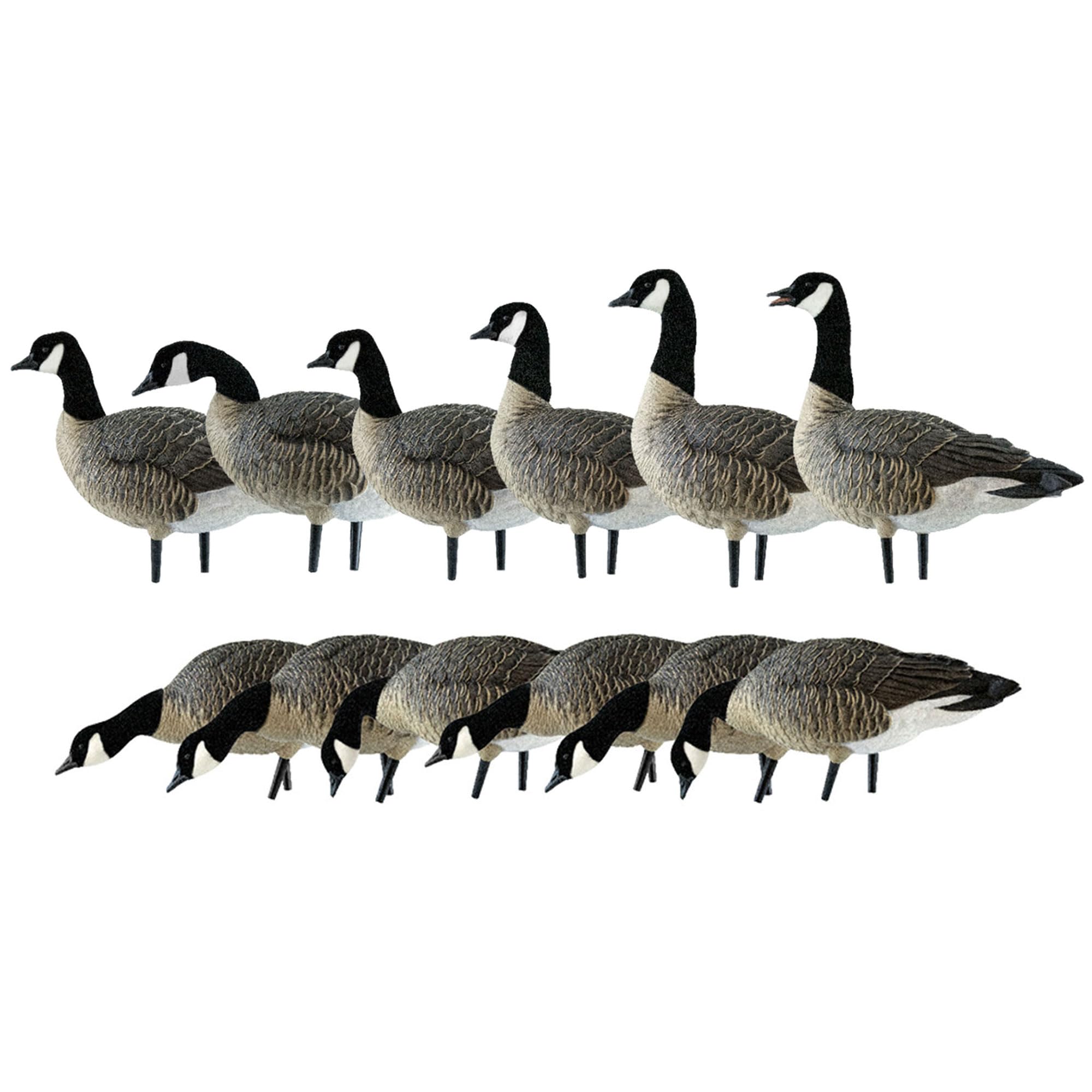 Avian Topflight Early Season Teal, 6 Pack, Bundled with AXP Honkers Fusion Canada Goose, 6 Pack, Realistic Outdoor Hunting Decoy Sets