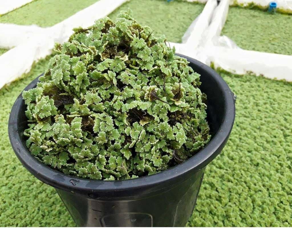 High Performance Live Floating Fern for Sustainable Livestock and Organic Crop Management (1400 Live Healthy Plant Seeds)-image-34