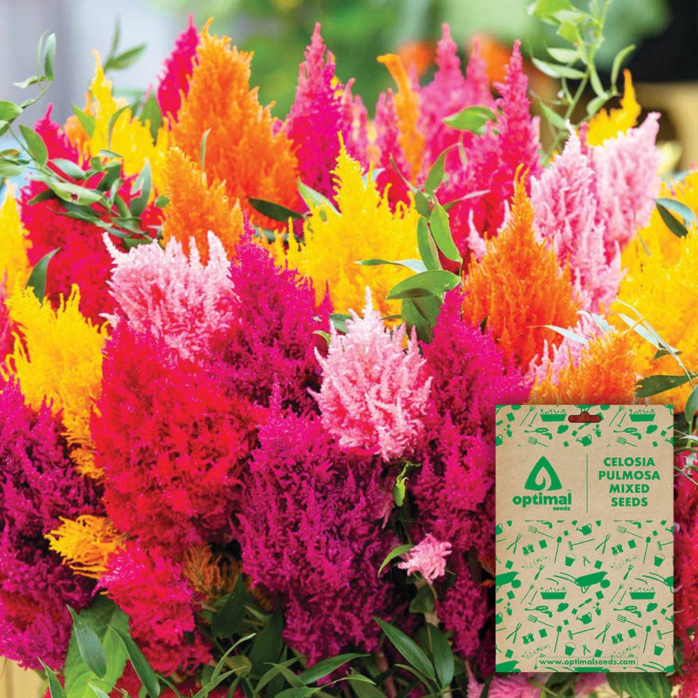 Optimal Seeds Celosia Pulmosa Mixed Flower Seeds (B0B5ZN2QT9) Amazon Price History, Amazon Price Tracker