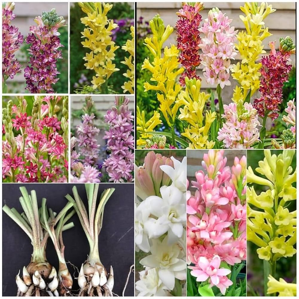 Different colours rajanigandha plant bulb 7+-image-30