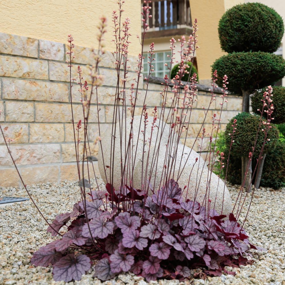 Heuchera 'Forever Purple' Evergreen Perennial Plant – Purple Foliage, Summer Flowers, Ideal for Borders, Containers & Ground Cover – 9 cm Pot x1 by Thompson and Morgan