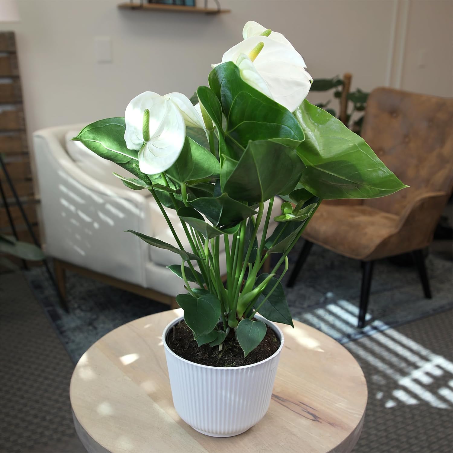 White Anthurium Live Sympathy Plant (Approx 18-21" Tall), Easy to Grow Flowering Houseplant in 6" White Decor Pot by Plants for Pets