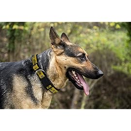 Pets First NHL Boston Bruins Collar for Dogs & Cats, Medium. - Adjustable, Cute & Stylish! The Ultimate Hockey Fan Collar!, Medium (12-18 Length x 0.62 Width)