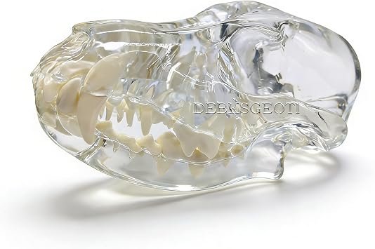 Canine Skull Dog Jaw Dental Model Typodont Oral Clear Teeth Model Pet Clinic Anatomical Tooth for Canine Veterinary Office Education Decoration Demonstrate Dog Skull Model