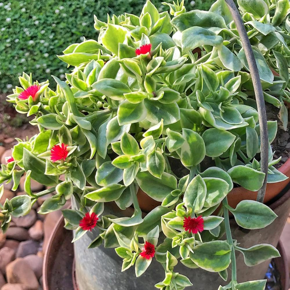 2 Variegated Baby Sun Rose Live Plants, Pink Ice Succulent in 2" Pots for Garden, Containers