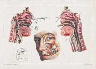 Anatomy NASAL CAVITY MOUTH print SRA3 12x18 conqueror laid paper