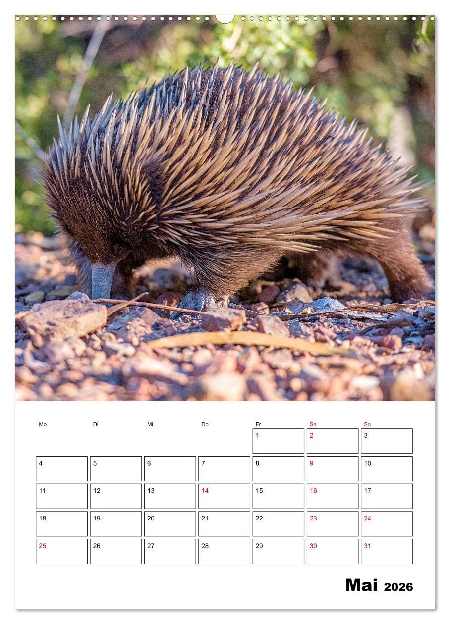 Australiens faszinierende Tierwelt (Wandkalender 2026 DIN A2 hoch), CALVENDO Monatskalender: Beeindruckende, exotische Tiere des roten Kontinents hautnah abgelichtet (CALVENDO Tiere)
