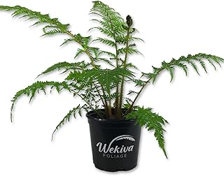 Australian Tree Fern - Live Plant in a 6 Inch Growers Pot - Sphaeropteris Cooperi - Tropical Fern for The Home and Garden