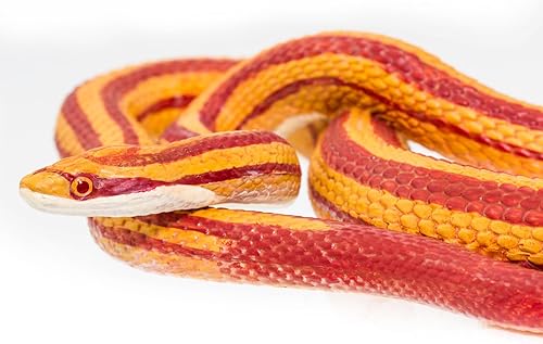 Miniatura 6 de Safari Ltd. Figura de serpiente de maíz, figura realista de modelo de 5.25 pulgadas, juguete educativo para niños, niñas y niños a partir de 3 años