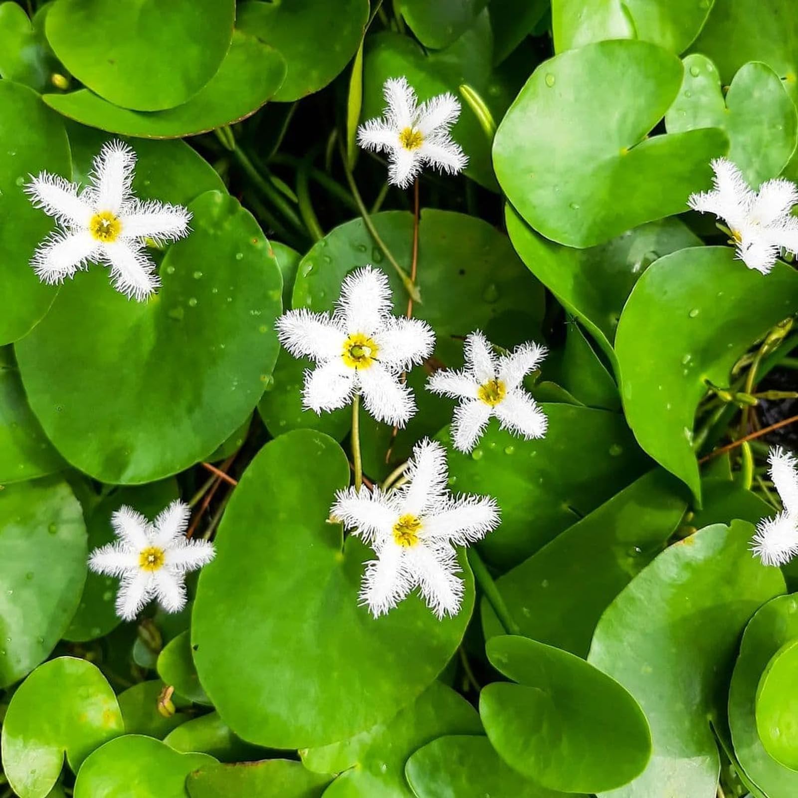 Nymphoides Sp Taiwan Tropical Aquarium Plant Stunning, Shrimp Safe (10)