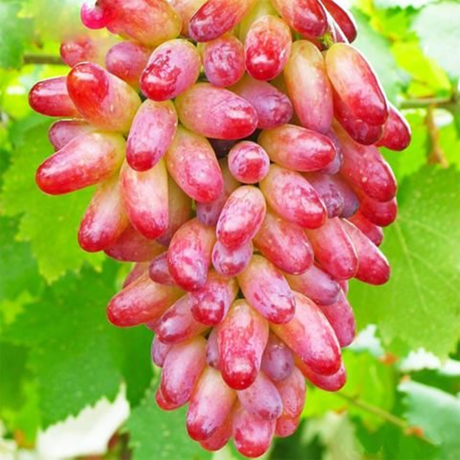 Weintrauben Kernlos Winterhartes, Trauben Kernlos, Garten Tafeltraube, Exklusive, Winterhart Traubenwurzel, Winterhart Elegante,-1 Weinreben -H
