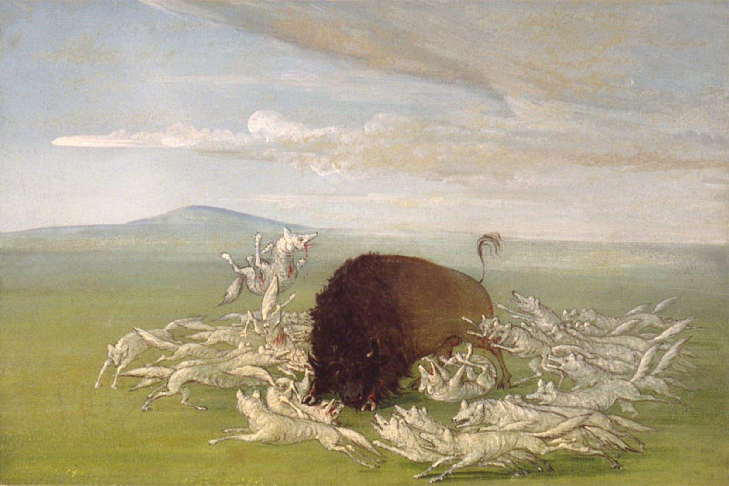 ARTXLXXBN Famous Print Painting Colorful Art Print White Wolves Attacking a Animal Animal by George Catlin Canvas Art Decorations for Home Decor 60x90cm