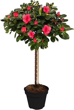 Azalea Japonica Tree | Trees for Small Gardens Border Patio Potted Plants | Lollipop Stem Trees | Red, White, Pink, Bicolour, Orange & Purple | 2-3ft Red