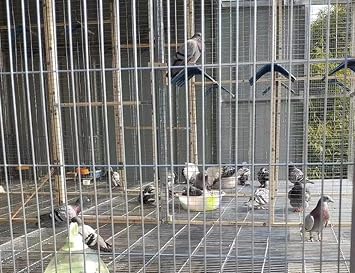 Wire Mesh Roll, 1X10cm Hole Galvanized Welded Wire Mesh Aviary Fence Poultry Netting Air Bricks, 1.8Mm Wire Diameter,Silver,0.3x6m(12x236inch)