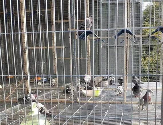 Wire Mesh Roll, 1X10cm Hole Galvanized Welded Wire Mesh Aviary Fence Poultry Netting Air Bricks, 1.8Mm Wire Diameter,Silver,0.3x6m(12x236inch)