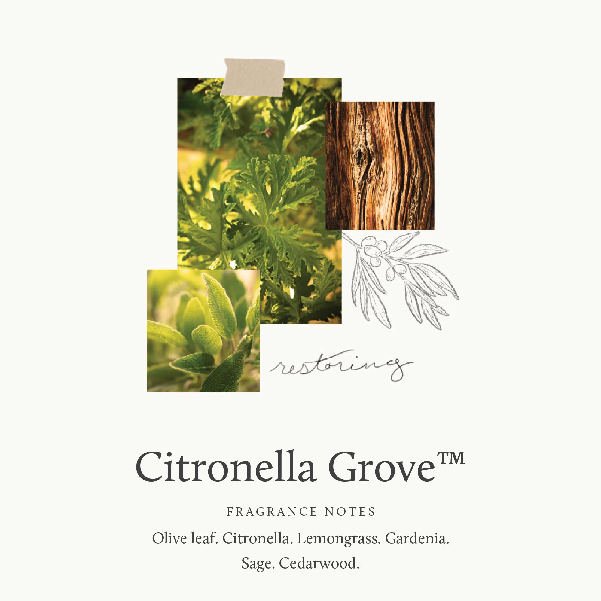 Thymes Citronella Grove Poured Candle Tin, złota pokrywka (185 g)