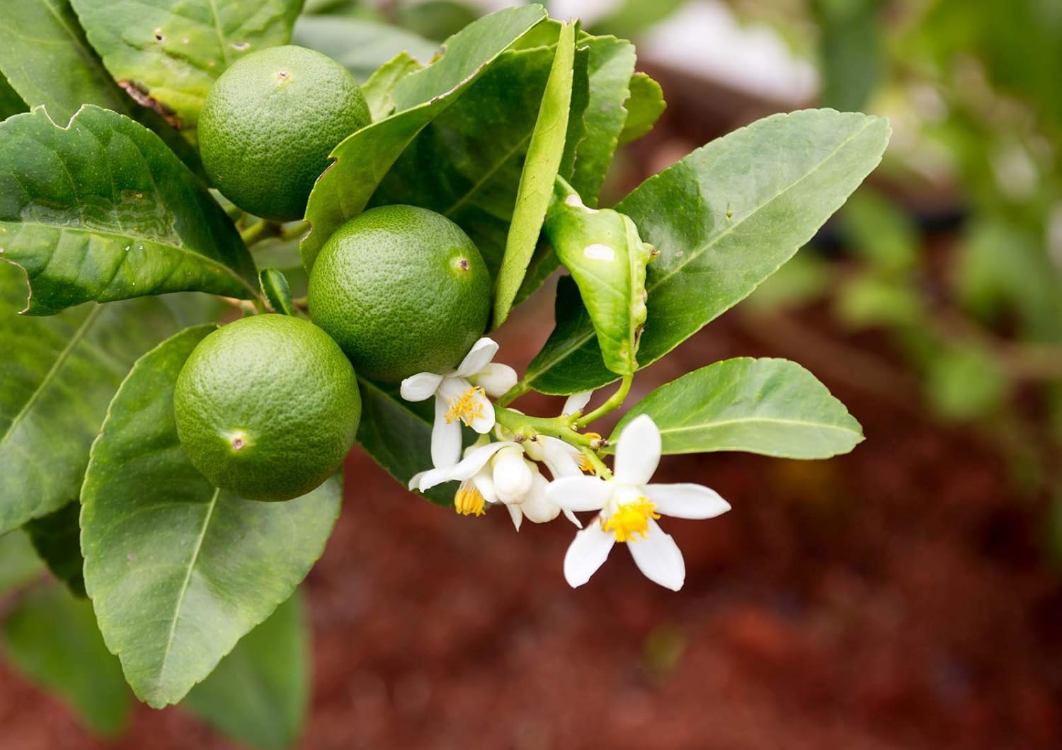 Key Lime Tree - Citrus aurantifolia -15 to 18 inch Lime Plants -No Shipping to CA, AZ, TX, LA, MS, AL, GA, FL, SC