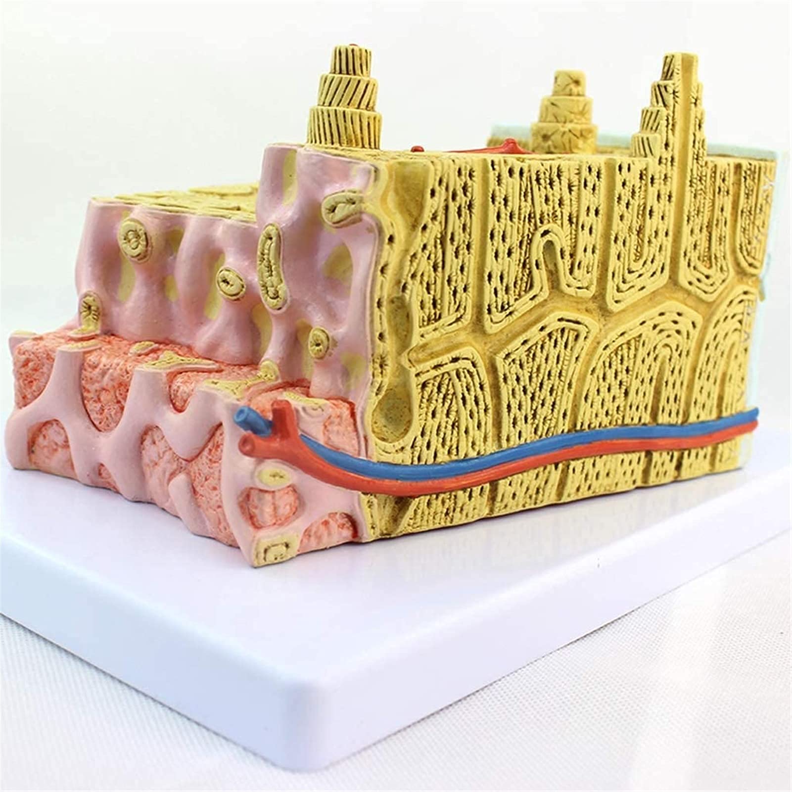 Model Struktury Kości - Mikroskopowy System Ćwiczeń Anatomicznych Ortopedyka Kliniczna Pomoc Medyczna, Modele Medyczne I Materiały Edukacyjne Do Demonstracji Medycznej
