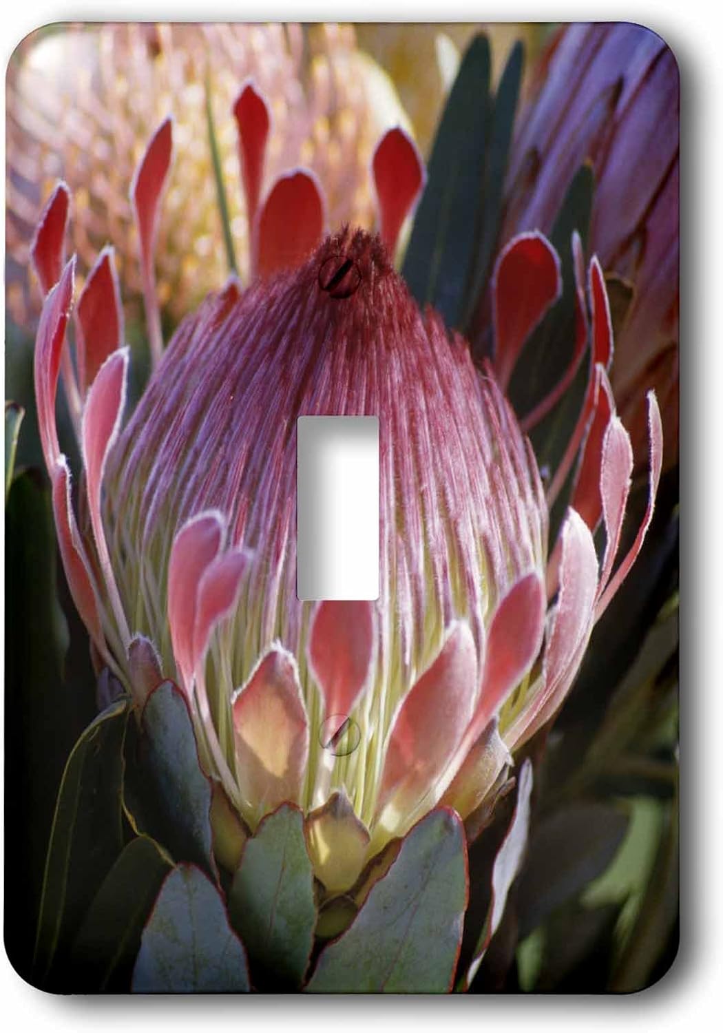 3dRose LLC lsp_89713_1 Protea Flower, Haleakala, Maui, Hawaiim Us12 Dpb1360m Douglas Peebles Single Toggle Switch