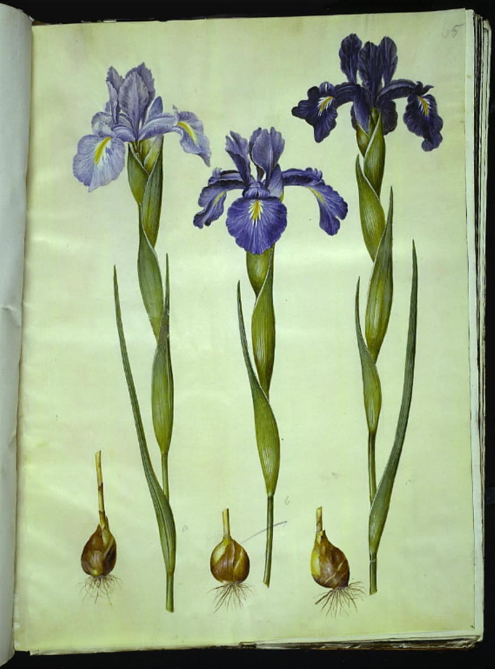 POSTERIIk Famous Print Pop Art Wall Art Graffiti Broadleaf Iris by Hans Simon Holtzbecker Art Prints for Home Decor 60x90cm