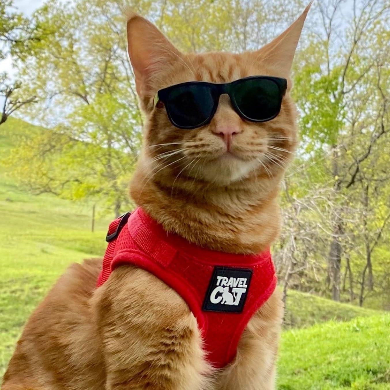 Juego de arnés y Correa de Viaje para Gato, arnés de Malla Ajustable y Correa Reflectante, Chaleco cómodo para Caminar para Gatitos para Caminar al Aire Libre, Senderismo (Mediano, Rojo)