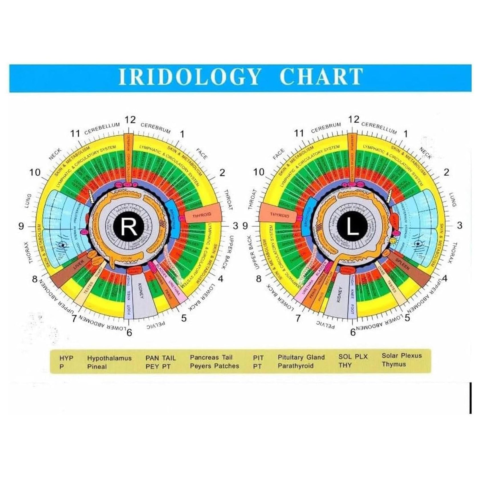 ZHIXUMM Analyseur D'Iris pour CaméRa Iridologique, Interface USB 2.0, Iriscope avec Objectif Iris 30x Et Logiciel D'Analyse, CaméRa D'Analyse Iridologique, 12 Millions De Pixels