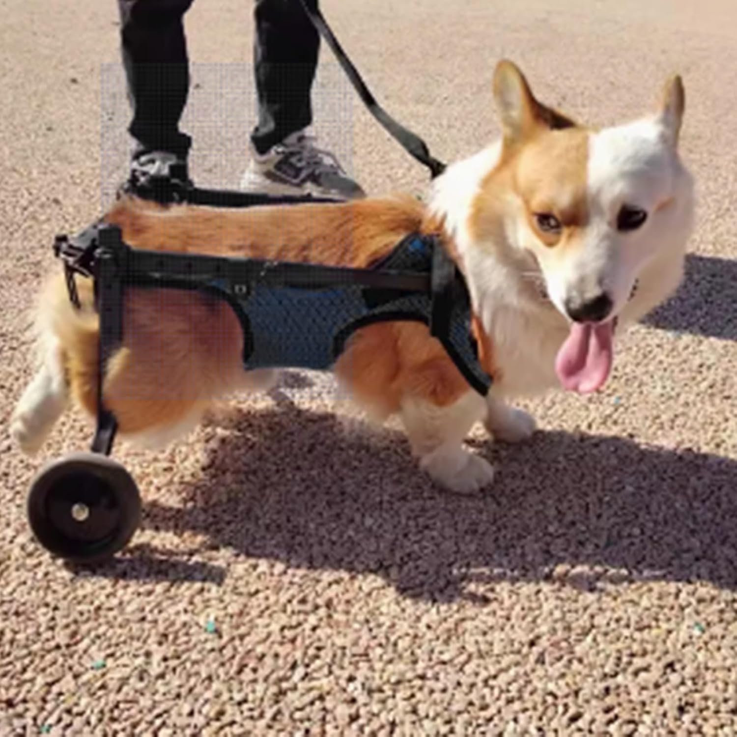 Small & Medium Dog Wheelchair - Mobility Stroller for Aging Dogs, Corgi, French Bulldog & Disabled Pets, Adjustable Dog Cart for Enhanced Walking Support (Size S)