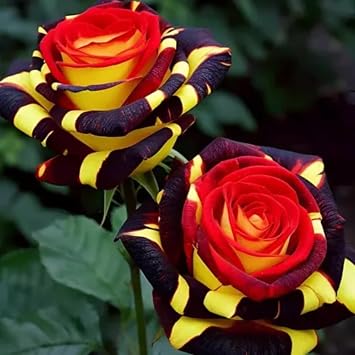 Rose Bulbs for Planting Now UK Ornamental Perennial Natural Organic Excellent Display Unique Good for Containers Cold-Resistant Easy Plant Greening Flower-1bulb-N