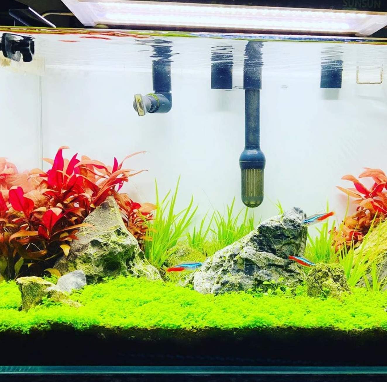 (3 Cup) Mainam Alternanthera Reineckii Mini Red 2" Tissue Culture Freshwater Red Stem Live Aquarium Plant