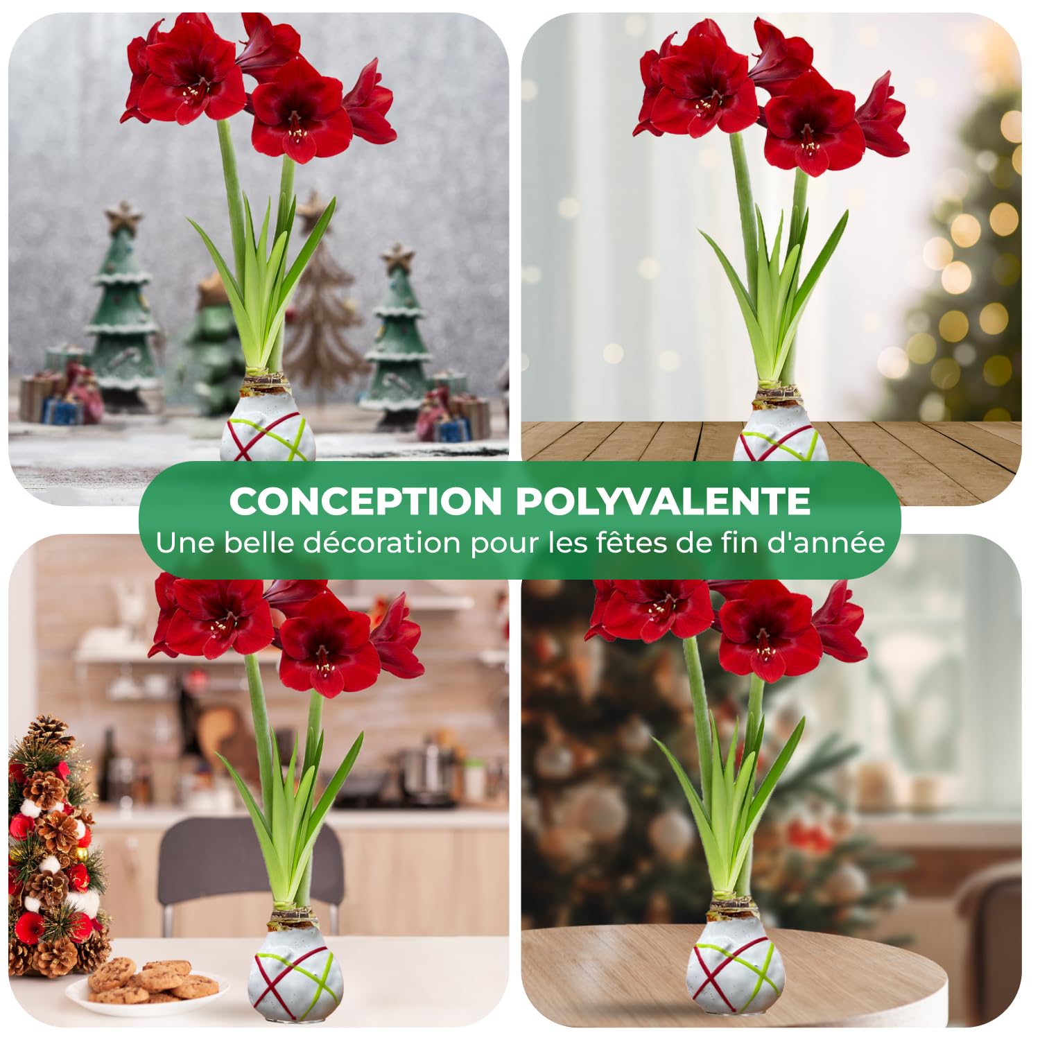 Amaryllis Bulbe en cire Striped White - 2 pièces