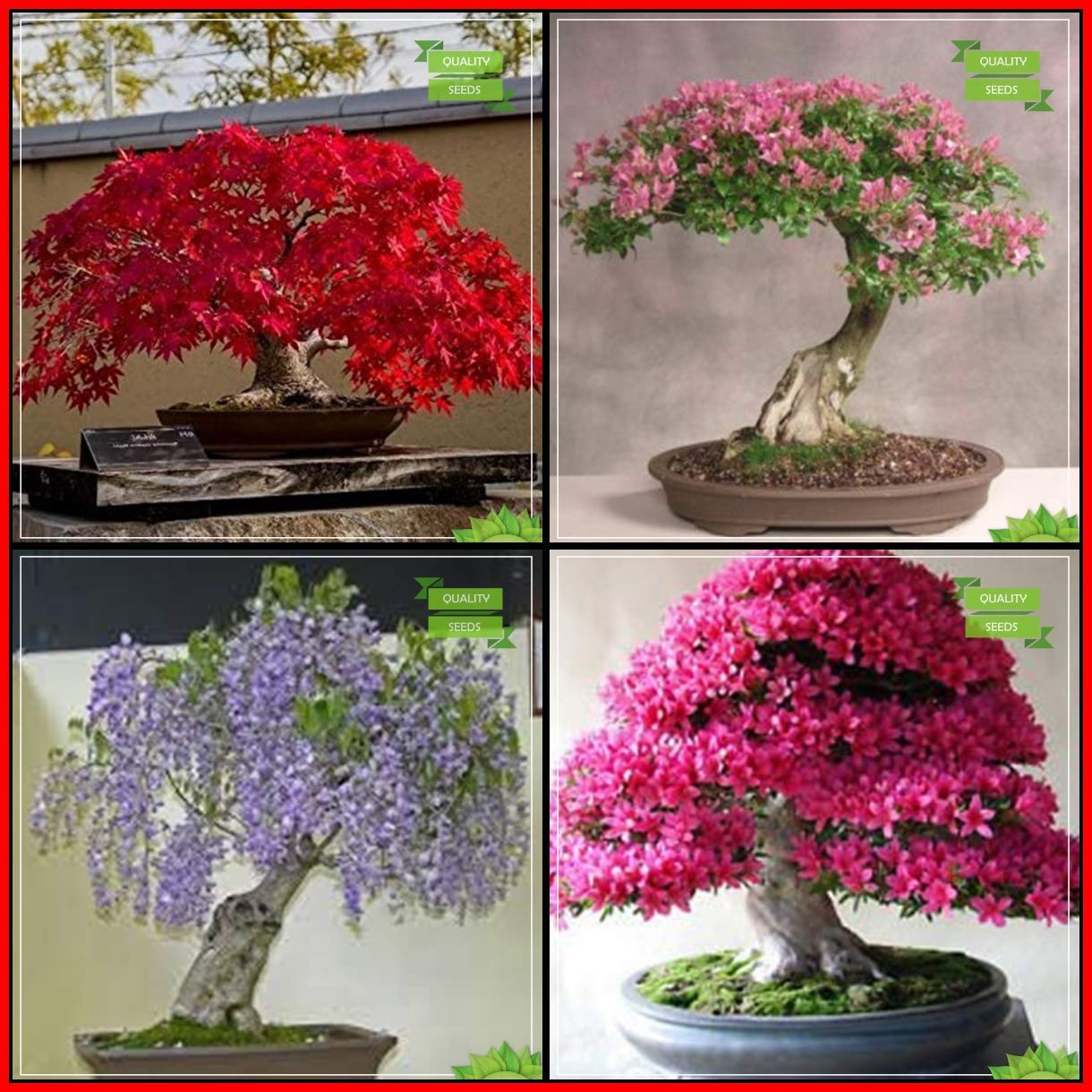 OhhSome Buy Seeds Combo Bonsai Suitable Tree : Japanese Maple, Pink Siris, Chinese Wisteria, Azalea Bonsai Suitable Tree Fruit Seeds For Home Garden (B07WJDZ2NB) Amazon Price History, Amazon Price Tracker