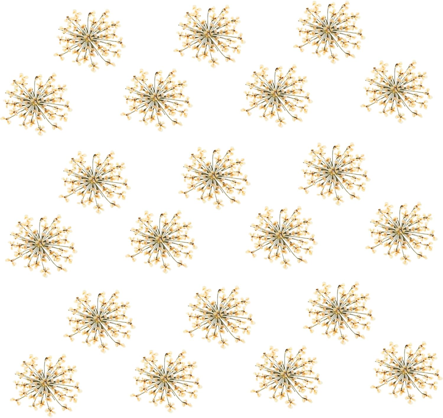 48pcs White Daisy Pressed Flowers Natural Dried Flower Materials DIY Handmade Decorative Craft Accessories for Resin Art Jewelry Home Décor
