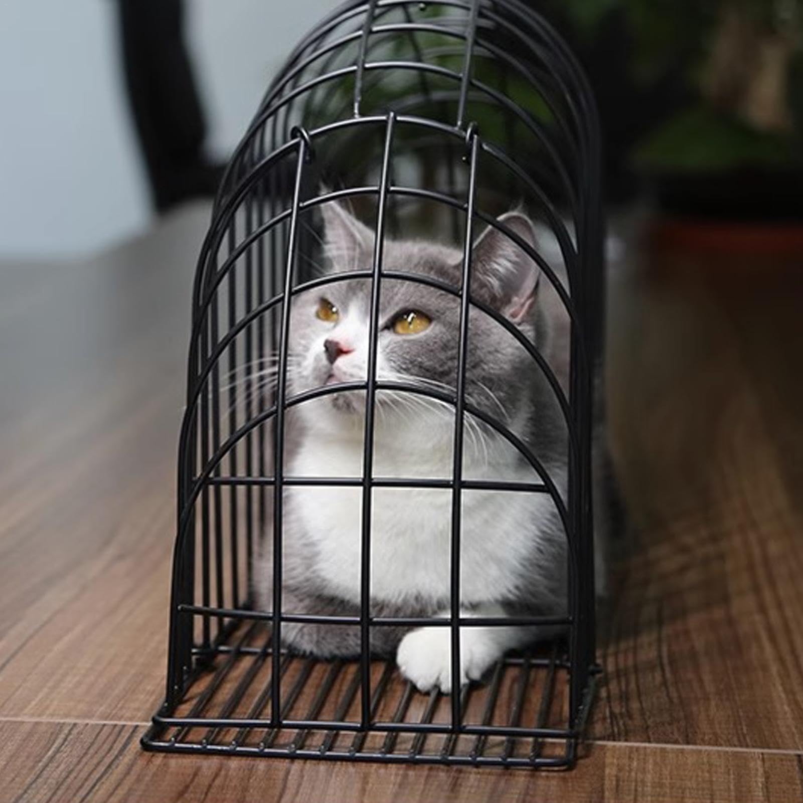 Cage de bain soufflante pour chat - Cage de douche pour chat - Outil de bain robuste et facile - Pratique pour le bain - Bain facile pour chat
