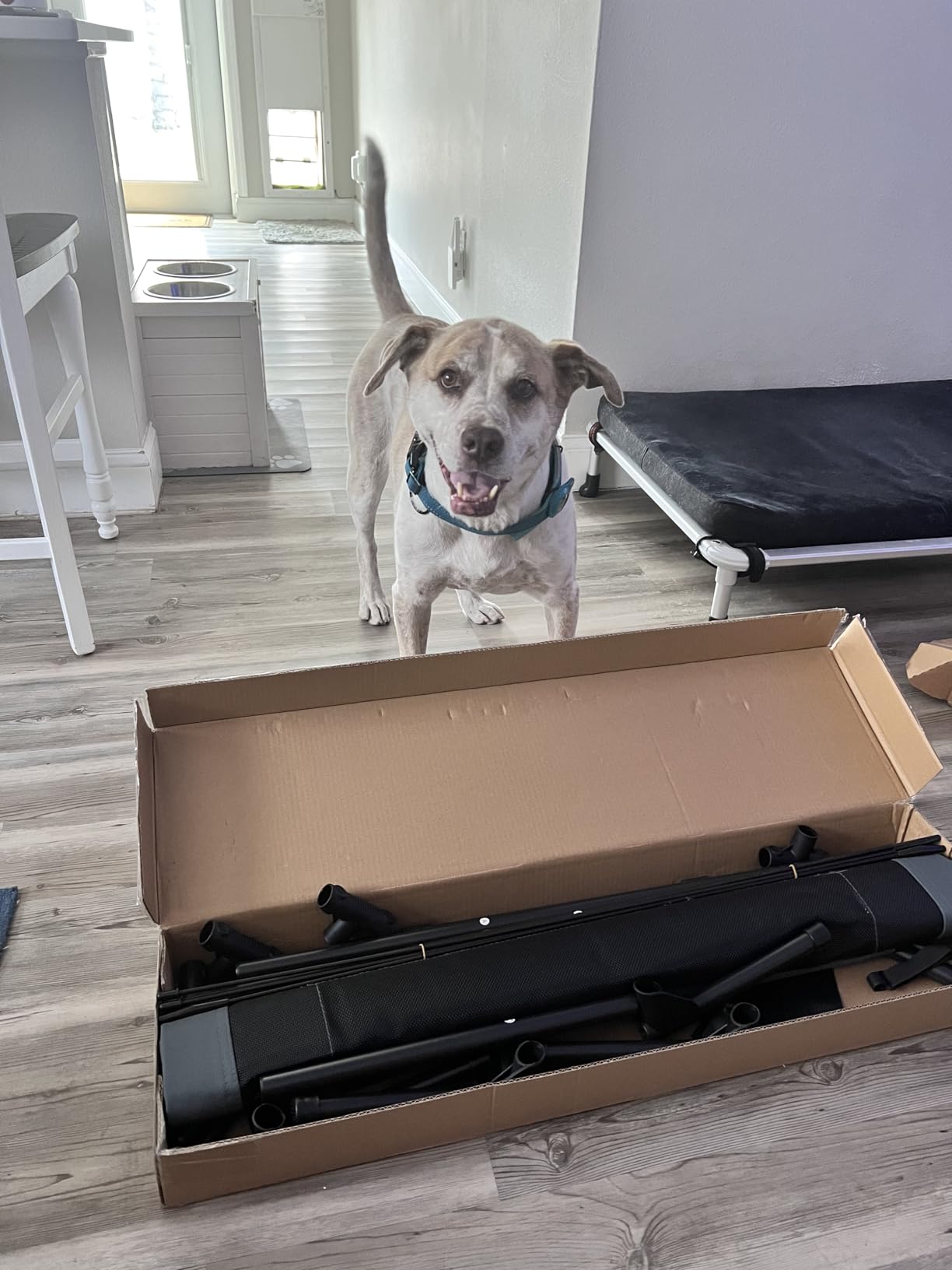 PupHut Outdoor Raised Dog Bed – XL Size Lounger with Shade Canopy